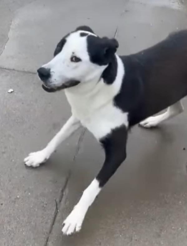 Mix Amstaff femmina  4anni e 1/2 aspetta da tanto.CREMONA Foto 4