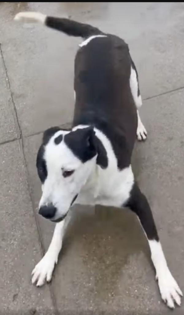 Mix Amstaff femmina  4anni e 1/2 aspetta da tanto.CREMONA Foto 5