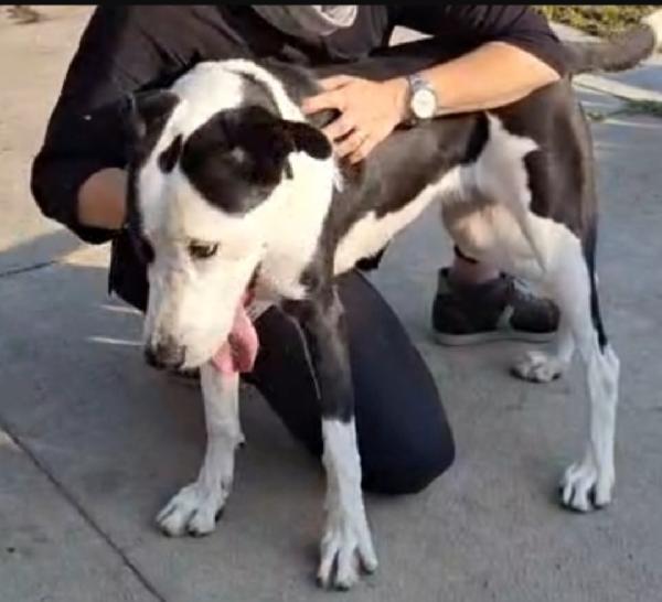 Mix Amstaff femmina  4anni e 1/2 aspetta da tanto.CREMONA Foto 10