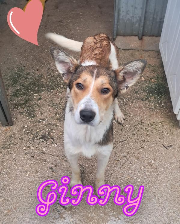 Ginny Taglia Medio Contenuta 