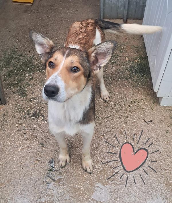 Ginny taglia medio contenuta  Foto 2