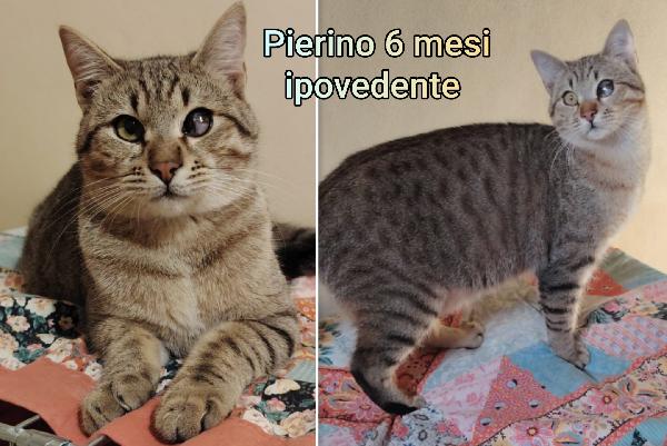 Miciottini bellissimi  Foto 4