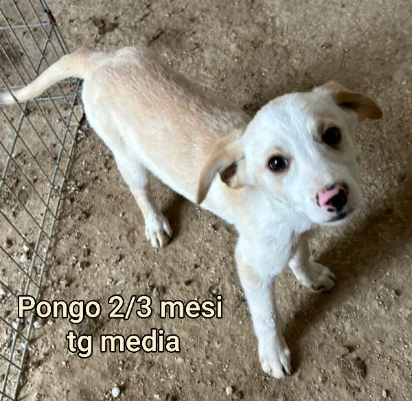 Emergenza cucciolotti Foto 7