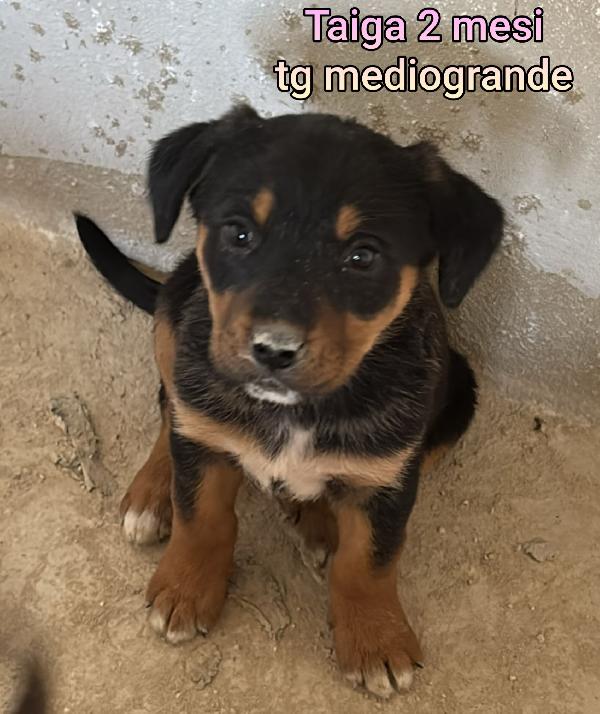 Emergenza cucciolotti Foto 9