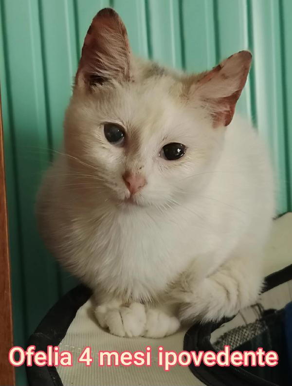 Siamo Sommerse Dai Gattini 