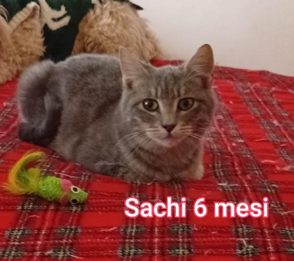 Siamo sommerse dai gattini  Foto 3