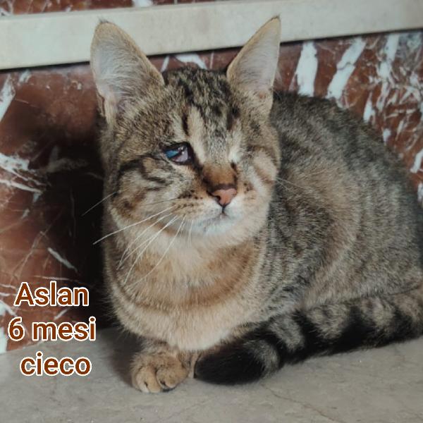 Siamo sommerse dai gattini  Foto 8