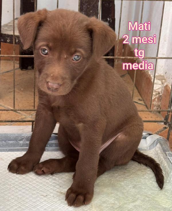 2 Mesi: Cuccioli Bisognosi 