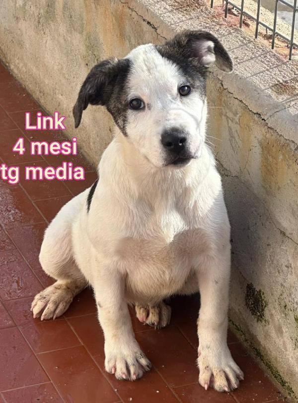 2 mesi: cuccioli bisognosi  Foto 5