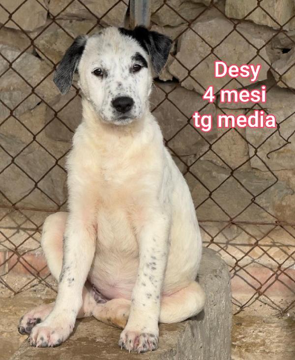 2 mesi: cuccioli bisognosi  Foto 6