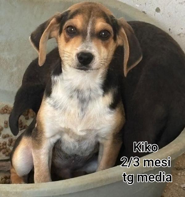 2 mesi: cuccioli bisognosi  Foto 8