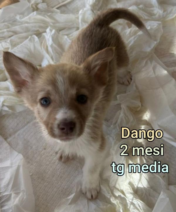 2 mesi: cuccioli bisognosi  Foto 10