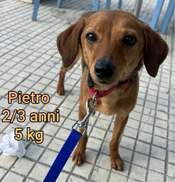 CANI PICCOLI E CONTENUTI  Foto 2