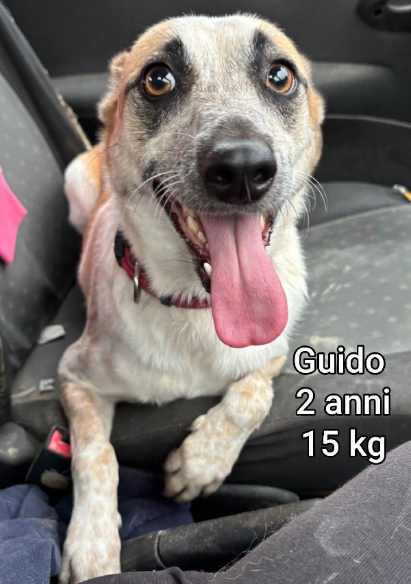 CANI PICCOLI E CONTENUTI  Foto 6