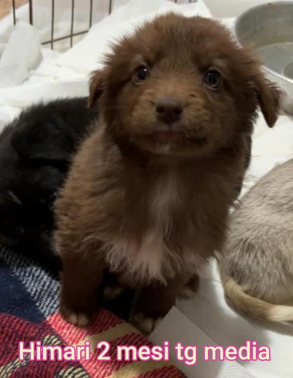 Cuccioli condannati, rinchiusi Foto 9