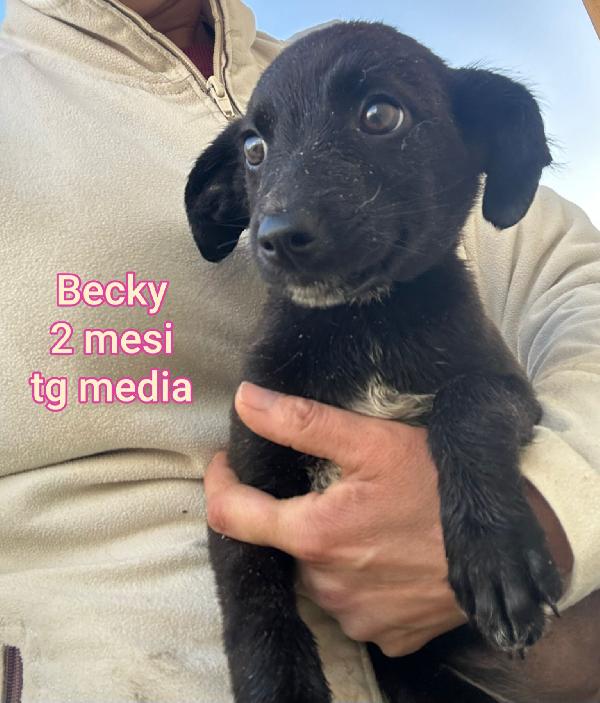 Cuccioli condannati, rinchiusi Foto 10