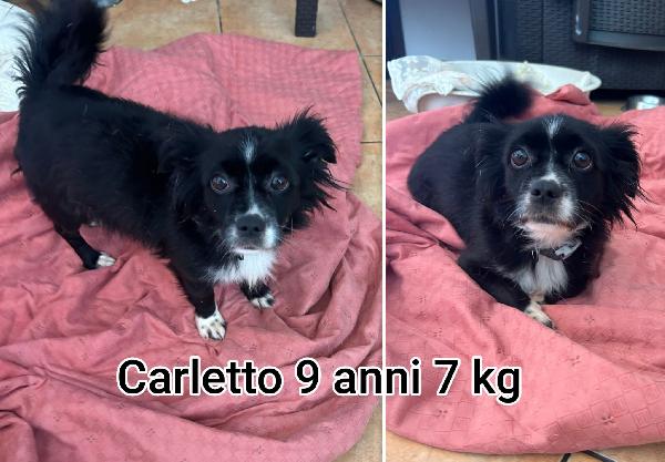 Cagnolini piccolini in adozione  Foto 4