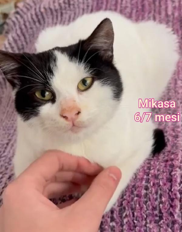 TANTI GATTINI SOLI Foto 6