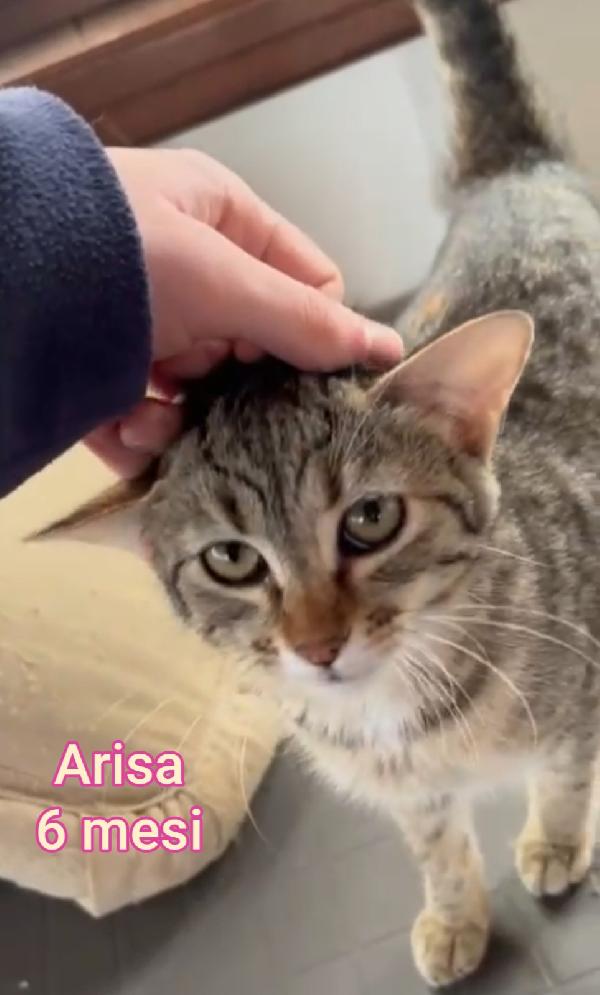 TANTI GATTINI SOLI Foto 8