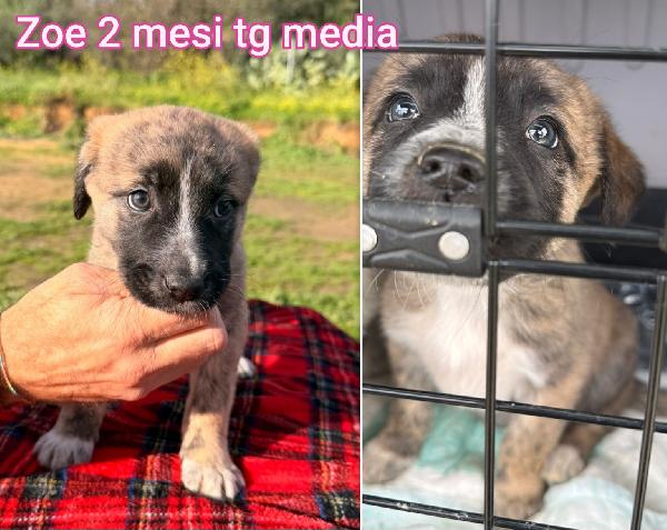 Cuccioli soli in rifugio  Foto 3