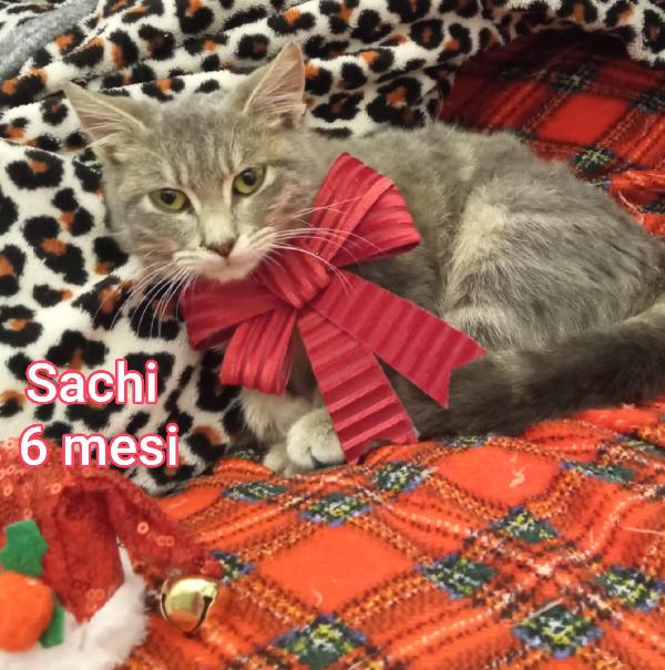 DOLCISSIMI MICETTI IN ADOZIONE  Foto 3