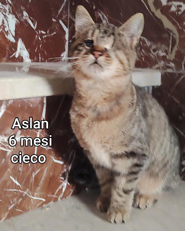 DOLCISSIMI MICETTI IN ADOZIONE  Foto 4