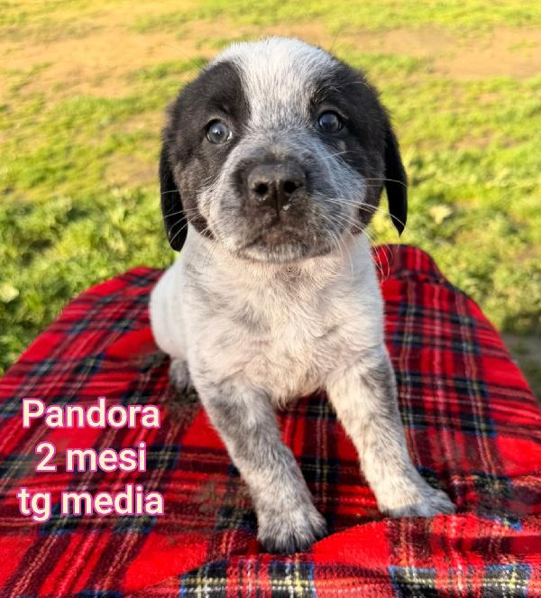 Ancora Troppi Cuccioli In Rifugio 
