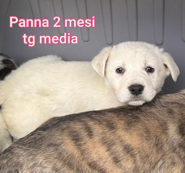 Ancora troppi cuccioli in rifugio  Foto 4