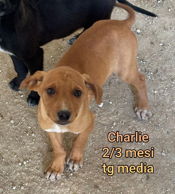 Ancora troppi cuccioli in rifugio  Foto 7