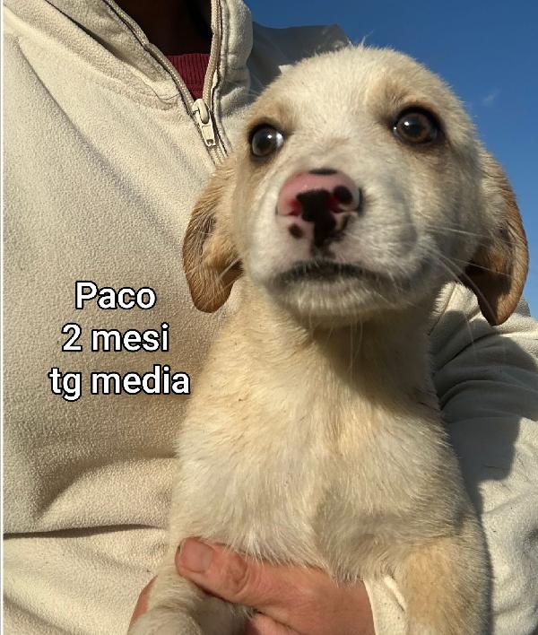 SALVA UN CUCCIOLO! Foto 7