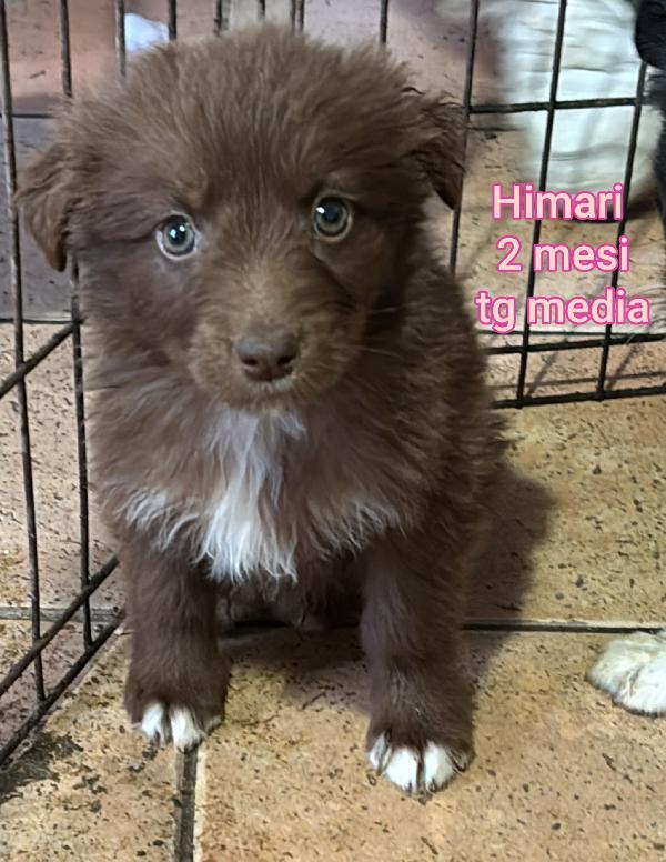 SALVA UN CUCCIOLO! Foto 9