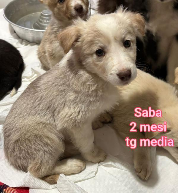 SALVA UN CUCCIOLO! Foto 10