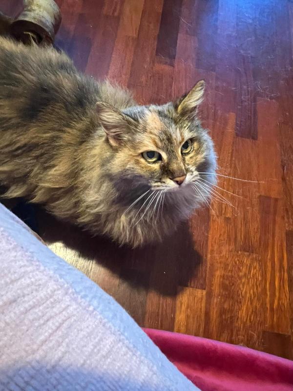 Giulia: Micia Pelo Lungo Di 5 Anni Cerca Famiglia