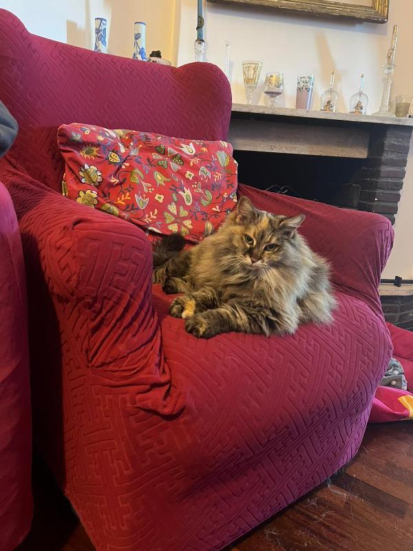 GIULIA: MICIA PELO LUNGO DI 5 ANNI CERCA FAMIGLIA Foto 2