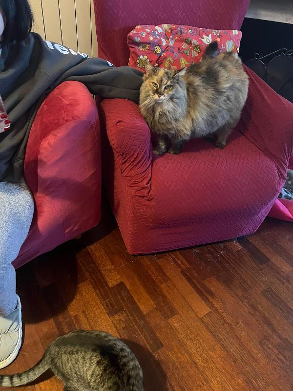 GIULIA: MICIA PELO LUNGO DI 5 ANNI CERCA FAMIGLIA Foto 3