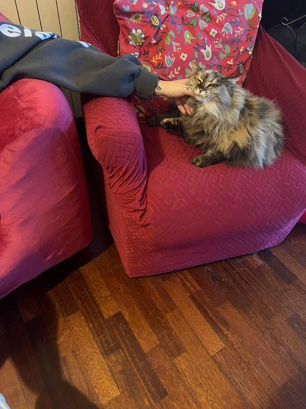 GIULIA: MICIA PELO LUNGO DI 5 ANNI CERCA FAMIGLIA Foto 4