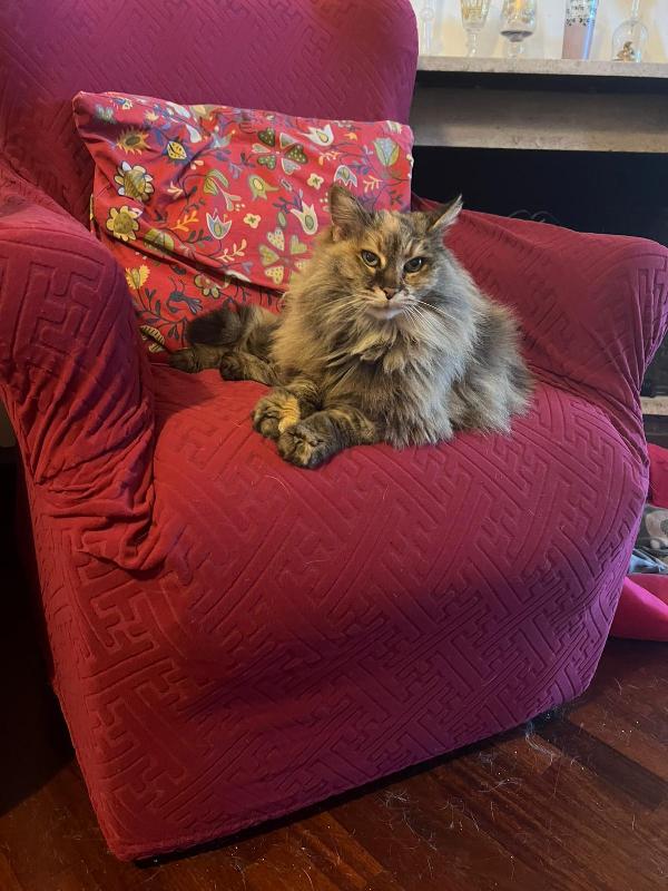 GIULIA: MICIA PELO LUNGO DI 5 ANNI CERCA FAMIGLIA Foto 6