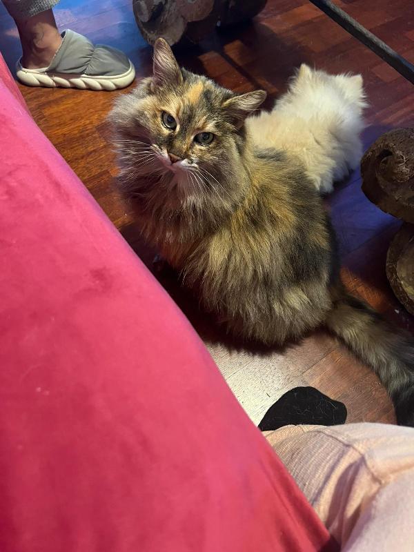 GIULIA: MICIA PELO LUNGO DI 5 ANNI CERCA FAMIGLIA Foto 7