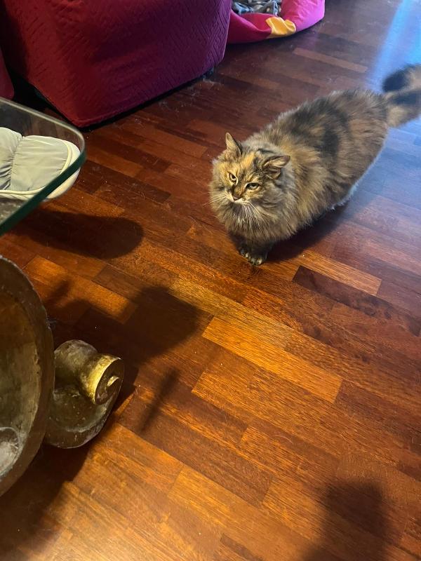 GIULIA: MICIA PELO LUNGO DI 5 ANNI CERCA FAMIGLIA Foto 8