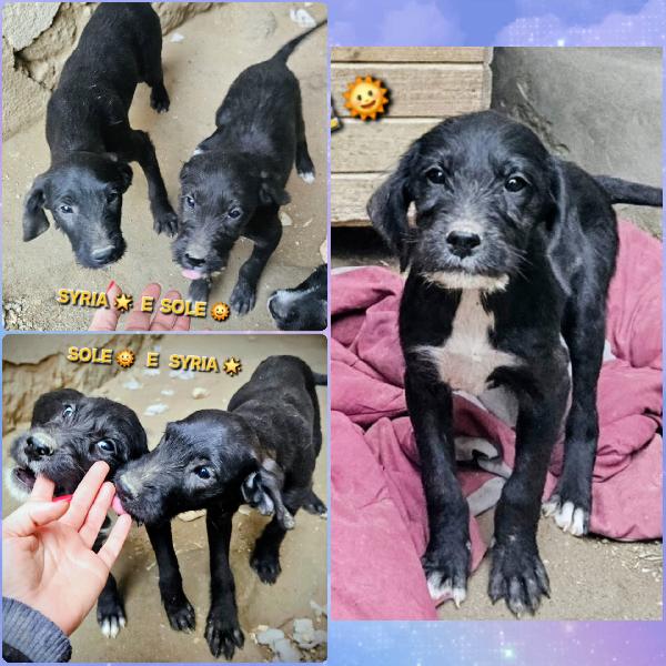 Sole E Syria Mix Spinoncini 