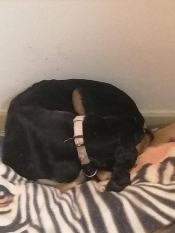 SEGUGINA CERCA CASA  Foto 5