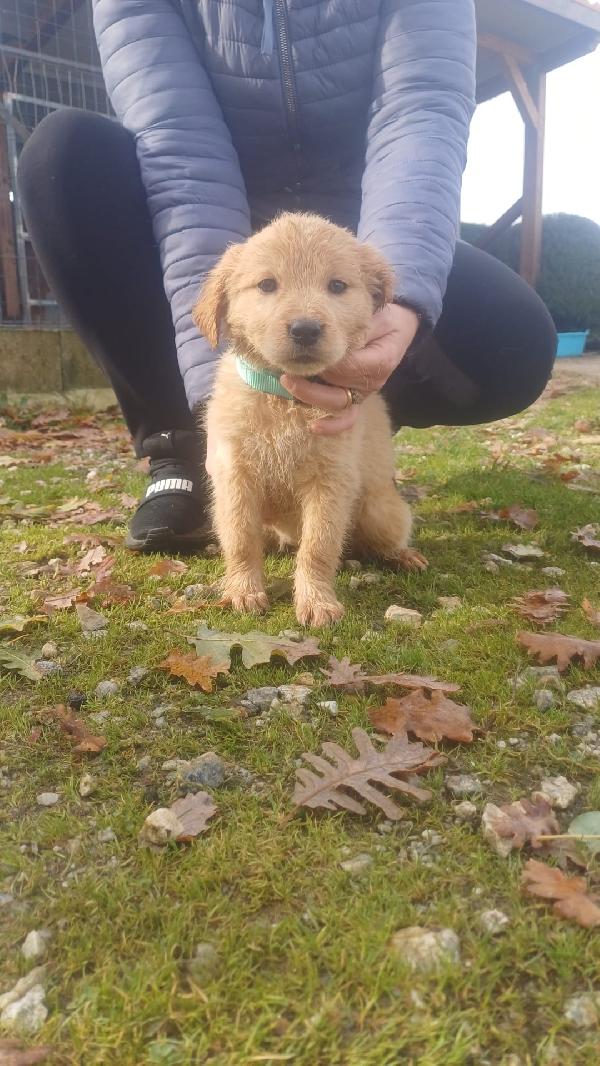 Cuccioli bellissimi  Foto 2