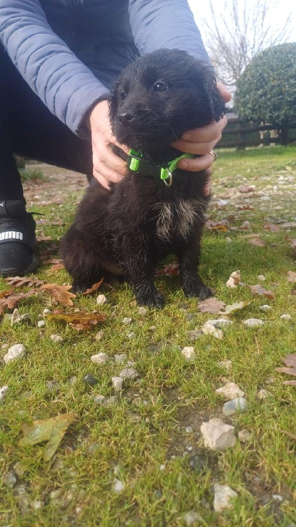 Cuccioli bellissimi  Foto 3