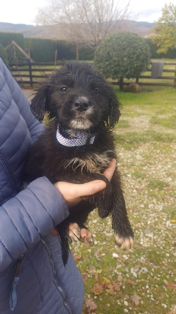 Cuccioli bellissimi  Foto 4