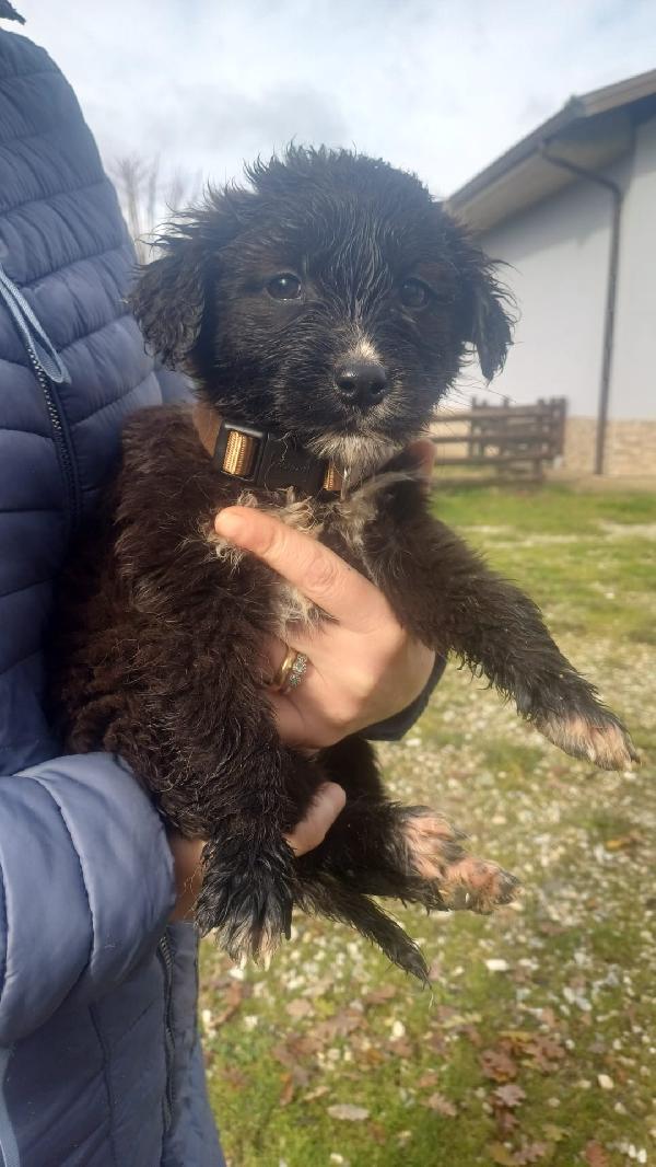 Cuccioli bellissimi  Foto 5