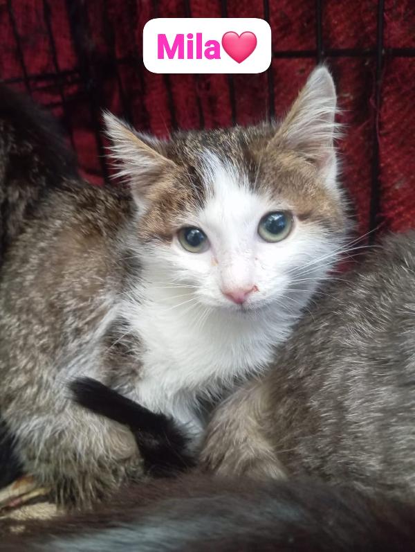 Gattini Maschi E Femmine Cercano Casa