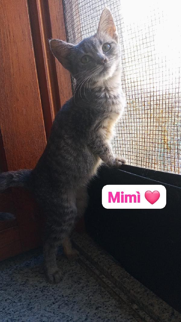 Gattini maschi e femmine cercano casa Foto 2