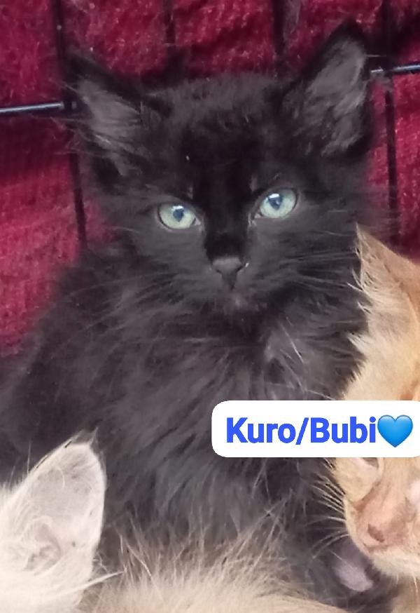 Gattini maschi e femmine cercano casa Foto 3