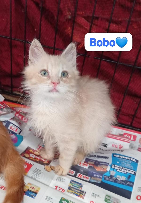 Gattini maschi e femmine cercano casa Foto 4