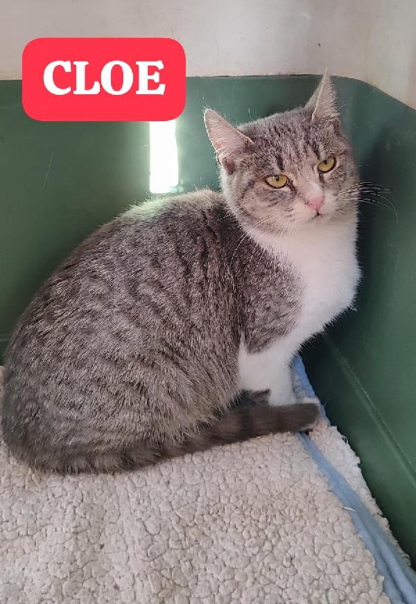 Gattini maschi e femmine cercano casa Foto 6